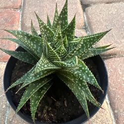 Succulent Plant 🪴 