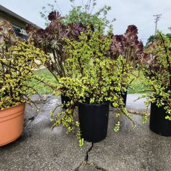 Jade Plants... 5 Dollars Each
