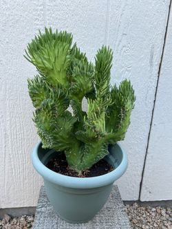 Crested Eve’s Needle Cactus