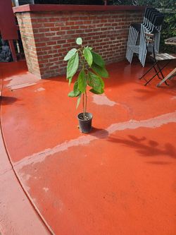 Avocado plant