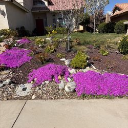 Ice Plants