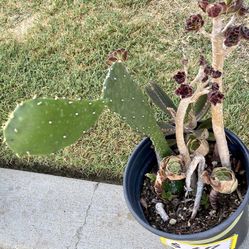 1 Gallon - Mixed Pot Of Succulent Plants