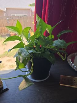 Pothos House Plant