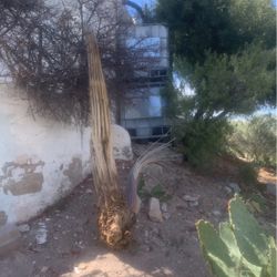 9’ Saguaro Skeleton 