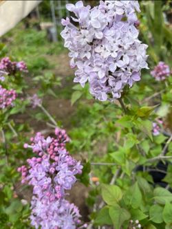 Syringa vulgariza