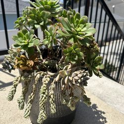Succulent Plant