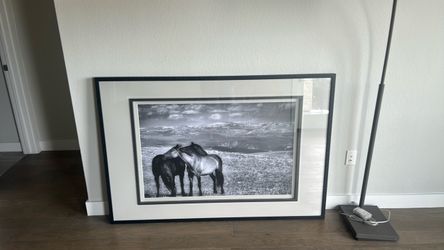 Black & White Horse Picture