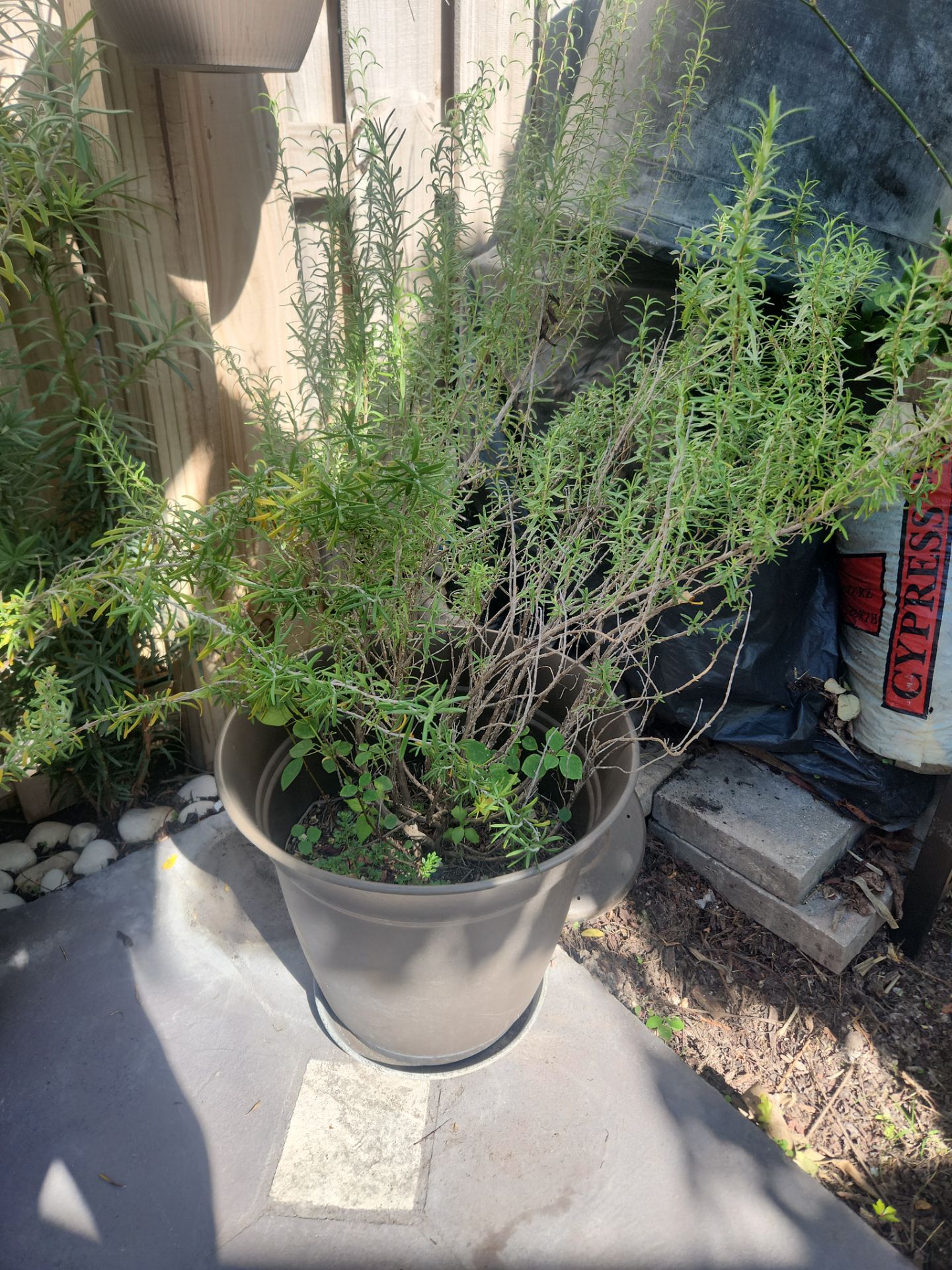 Large Rosemary Plant in Pot โ Fresh & Fragrant ๐ฟ