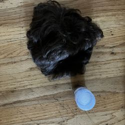 Hair wig and Hair color 