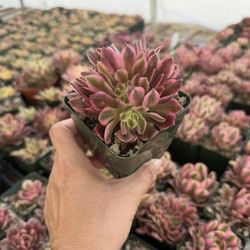 Crested Aeonium Pink Witch 