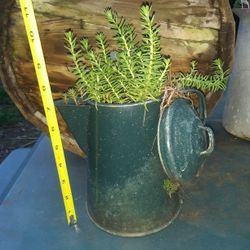 Vintage Kettle Full Of Succulents