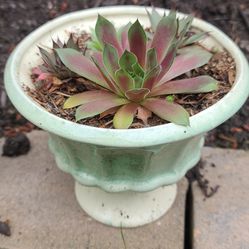 Cute Small Ceramic Urn Planter With Succulents 