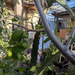 GA866 And CHICO Jujube Plant 