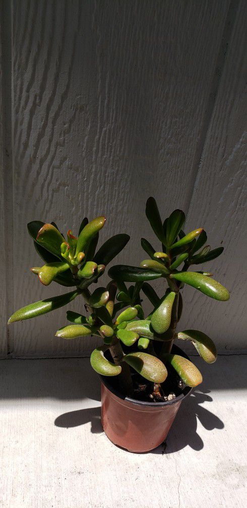 Jade Plants 