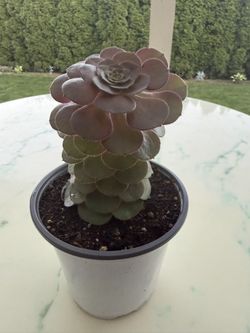 Aeonium 'Blushing Beauty'  Blushing Aeonium (LIFE  SUCCULENT - CACTUS)