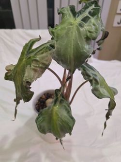 Alocasia Venom