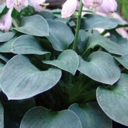 Rare Blue Mouse Ears Hosta Perennial❗️Slug Resistant Plant.Will Bloom Soon.
