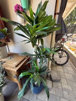 Synthetic plant  & planter