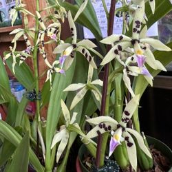 Rare Orchids Encylia With Many Pseudobulbs, Flowering 