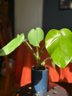 Monstera plant