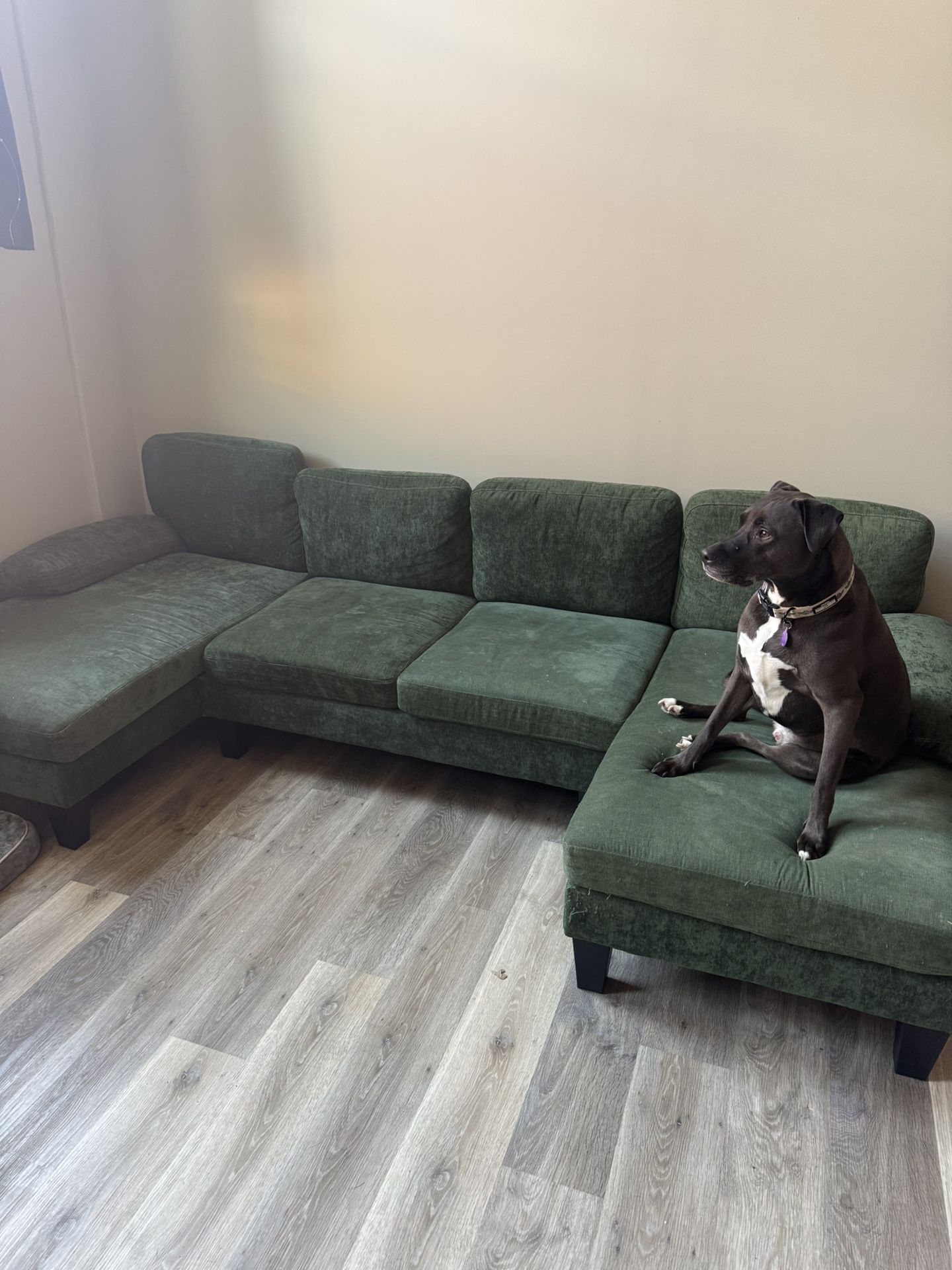 Green couch