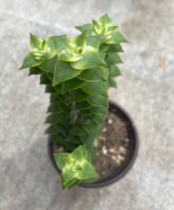 Variegated String of Buttons