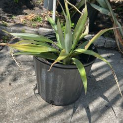 Juicy Yellow Pineapples. 