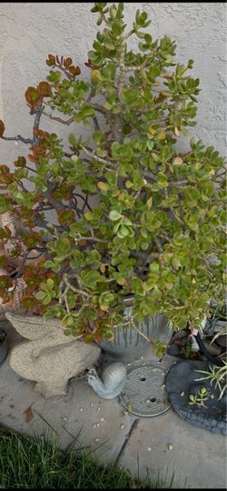 Nice big plant