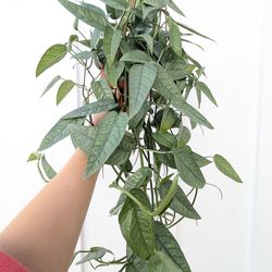 Pothos Cebu Blue Plant 6" Pot - Indoor House Plants