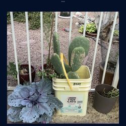 Cactus, Sedum, Palm Plant Plants  Palmera