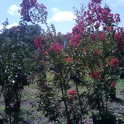 Crepe Myrtle For Sale Delivered and Planted
