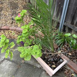 Small Palm And Geraniums Plant Incl Pot