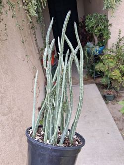 Senecio Stapeliiformis "PICKLE " Plant $28
