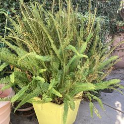 Fern- Tuberous Sword Fern In Yellow Designer Planter