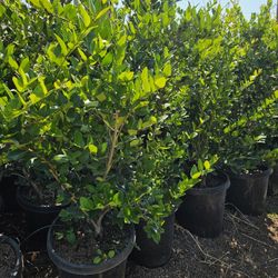 Wax-leaf privet