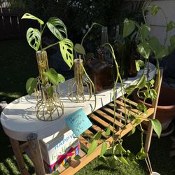 Plants In Vases And Bottles 