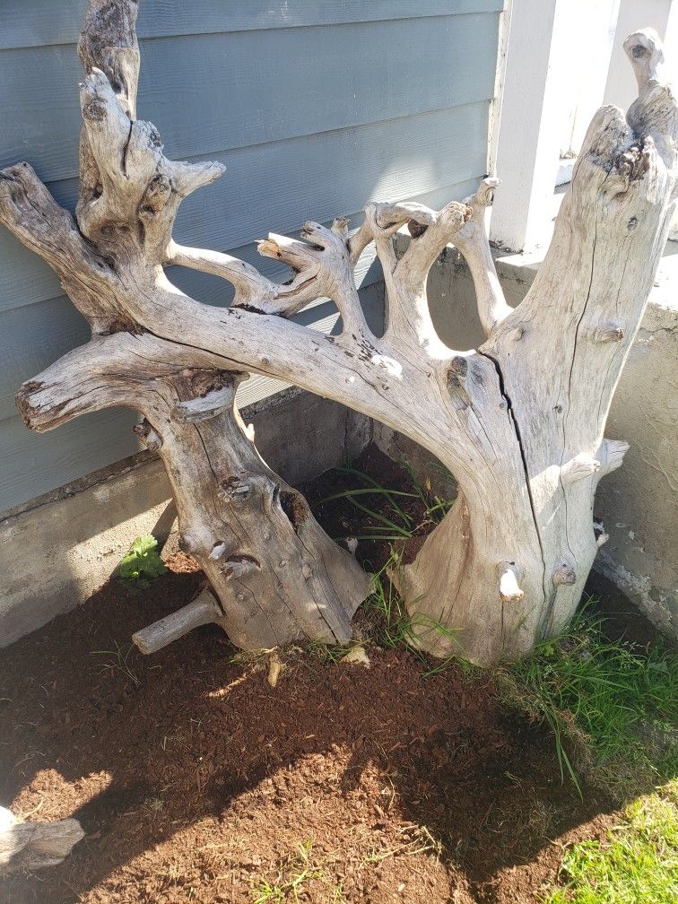 Driftwood Yard Decor