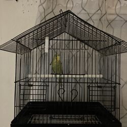 Bird And Cage