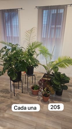 Plants