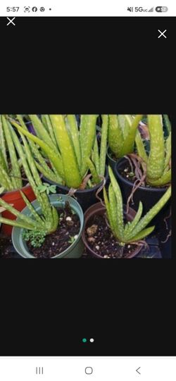 Aloe vera healing houseplant Landscape plant