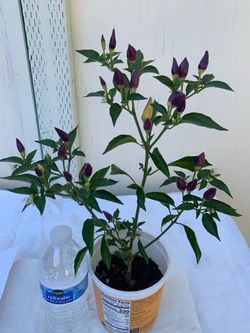 Bolivian Ornamental Purple Pepper