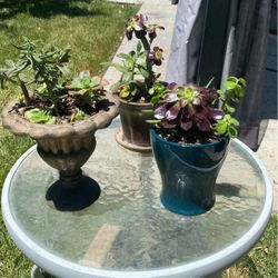 $10 Succulents 