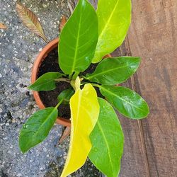 Philodendron Moonlight 