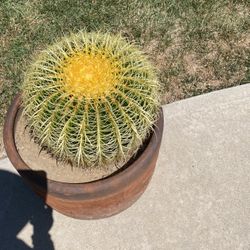 Barrel Cactus 
