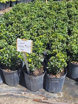 Dwarf Ixoras  3 Gall