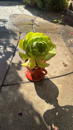 Small Plant