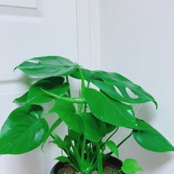 Monstera Deliciosa Plants - 8” Nursery Container - Indoor Plant