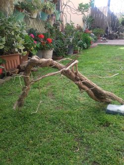 Natural Driftwood For Aquariums Terrariums Decor