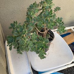Suculenta