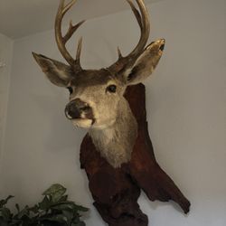 Genuine Taxidermy Deer Head On Stained Oak